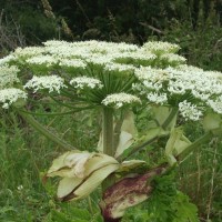 Giant Hogweed